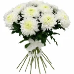 Хризантемы игольчатые белые